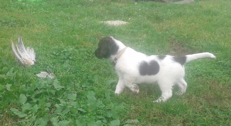 Chiots Gaya du coquelicot picard
