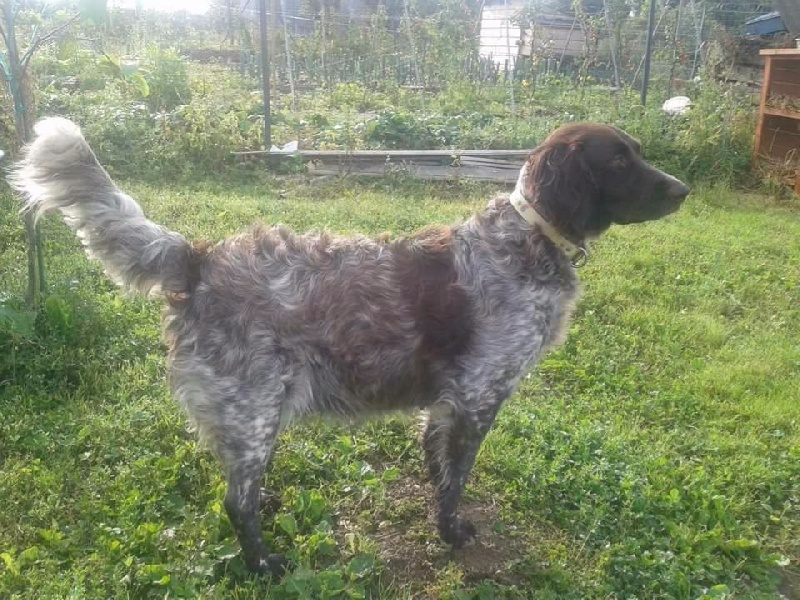 Gaya du coquelicot picard mère des chiots
